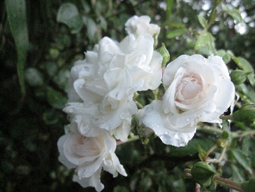 IMG_9665.JPG