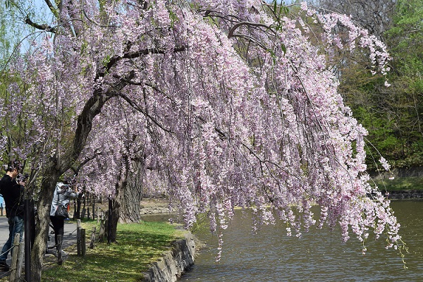 池に垂れる桜