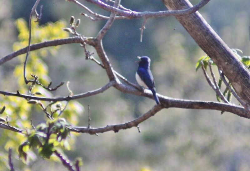 IMG_7787 (800x548).jpg