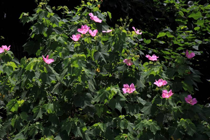 花博記念公園_005.jpg