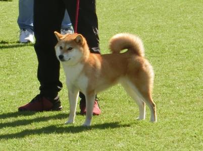 展覧会・日本犬保存会 ] | 柴楽日記 - 楽天ブログ