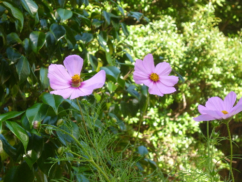 P1130091(1).JPG
