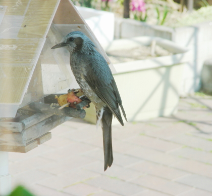 2016-05-08oya.JPG