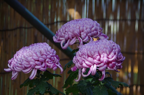 東京都観光菊花大会