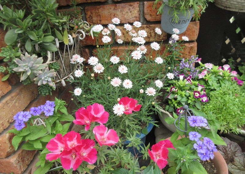 夏花壇の準備中 多年草のガザニアと千鳥草 ラークスパー の種 狭い庭を花いっぱいにする育て方 楽天ブログ