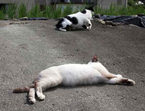 我が家のニャンコ♪2013/9/24-1