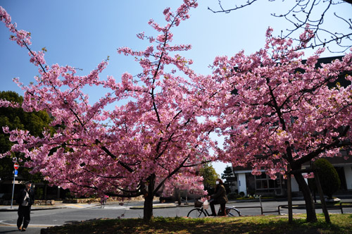 桜７