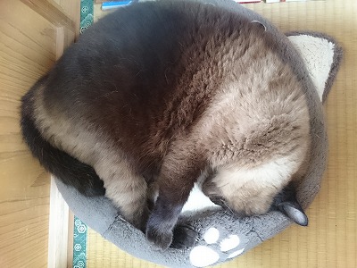 きらら