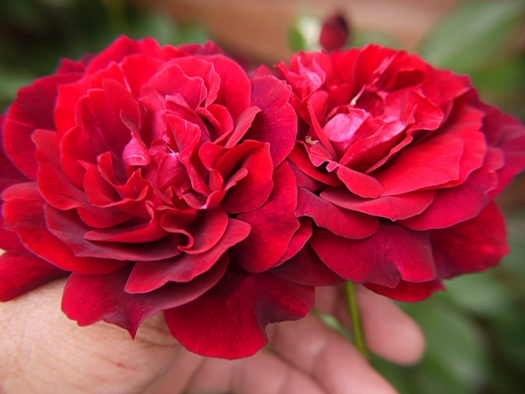 フランシス・ドゥブリュウイ