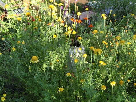 ダイヤーズカモミール