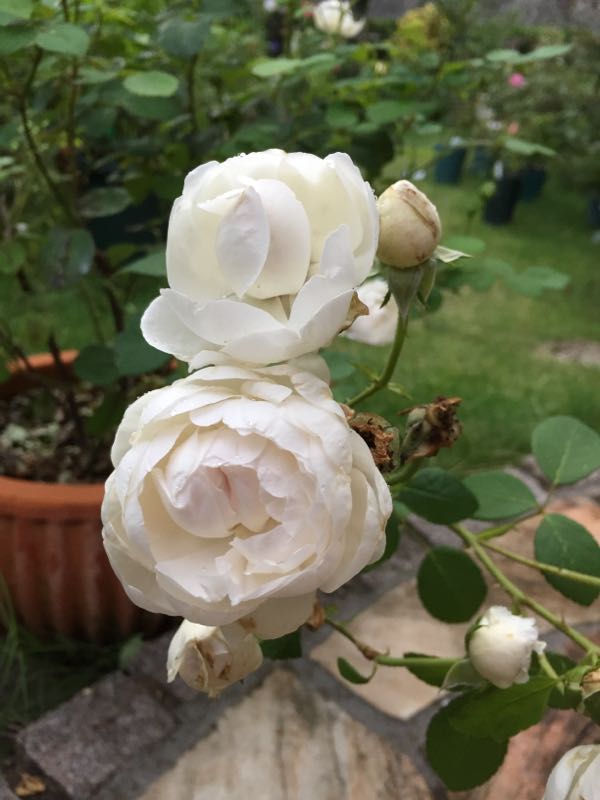 rblog-20160618233429-08.jpg