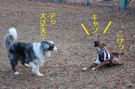 こけっ
