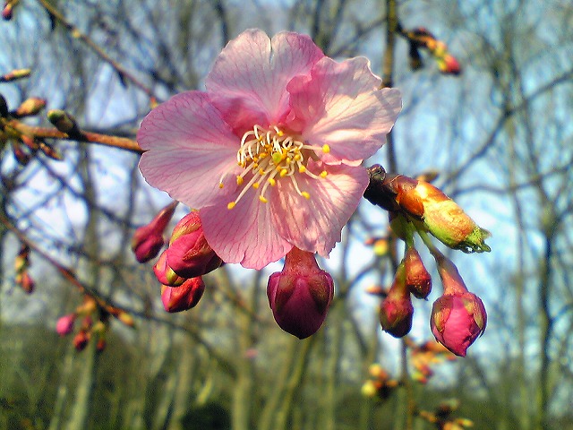寒桜2