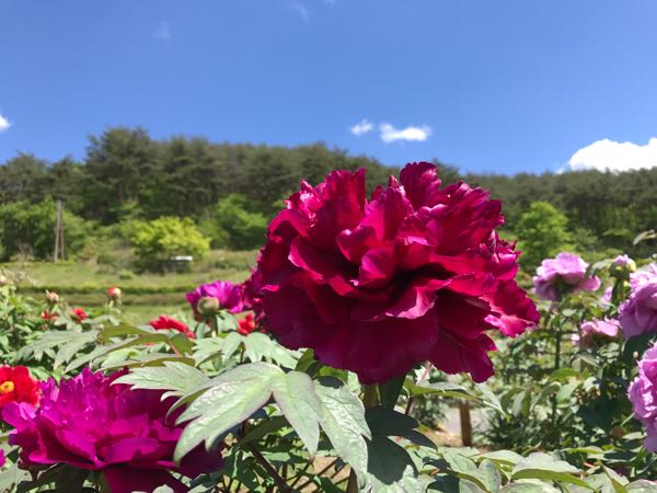 rblog-20170517160914-05.jpg