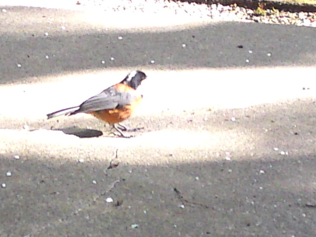 2012-04-07 15:36:25