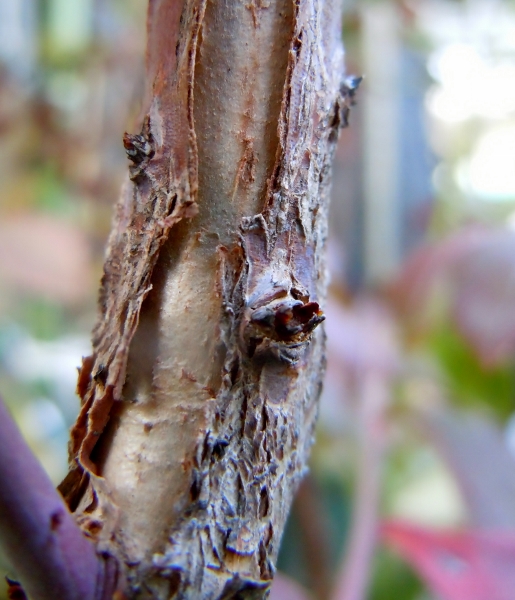 DSCN3030 (515x600).jpg