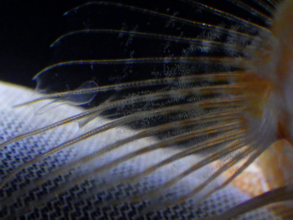 ディープウォータースコーピオンフィッシュ（deepwater scorpion fish）24　右胸鰭のcystic lesion