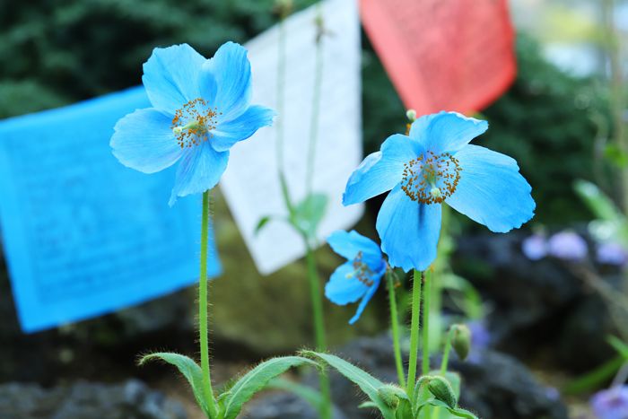 天上の妖精と言われる花 ひとひらの風 楽天ブログ