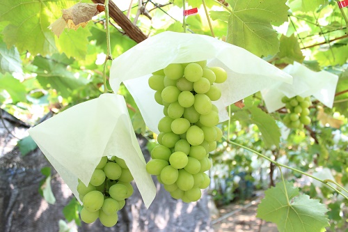 シャインマスカット (7).JPG