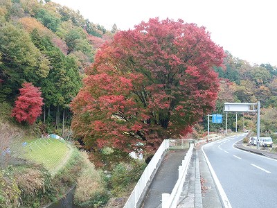 20121124金太郎大もみじ