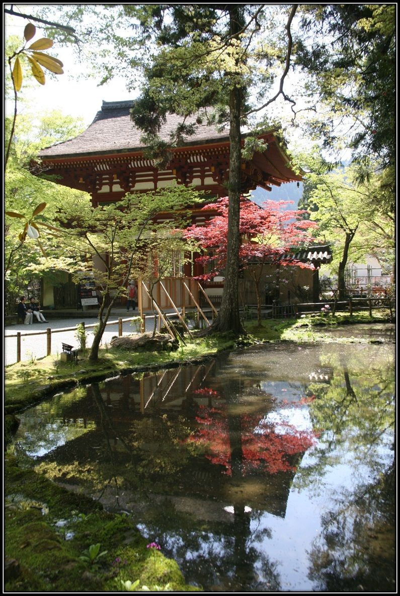 室生寺 石楠花の見頃も間もなく おやじのブログ 楽天ブログ