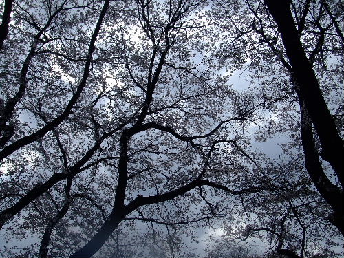 かしの森公園３