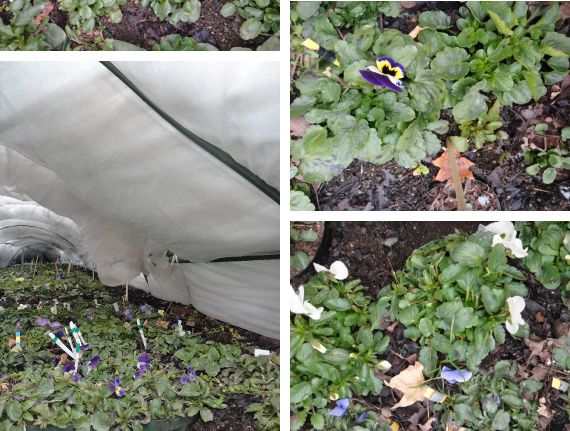 不織布トンネルのビオラ