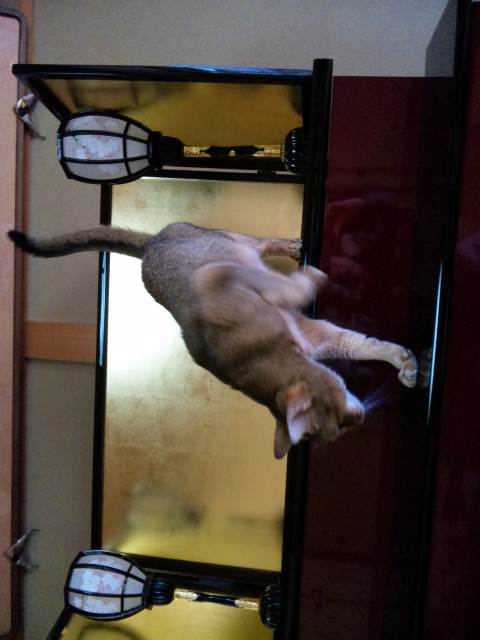 本日のロマ－２