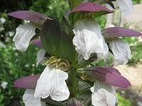 ５月１６日の誕生花 カンパニュラ メディウムの花言葉 幸せに感謝 初夏の風に揺れて うるさい フウリンソウ 風鈴草 弥生おばさんのガーデニングノート 花と緑の365日 楽天ブログ