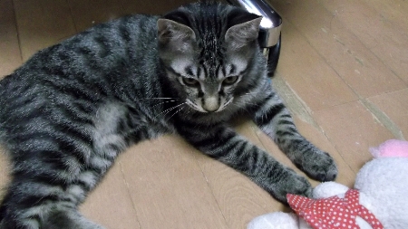 すずひめ　10月　21日椅子の下　ぬいぐるみ.jpg
