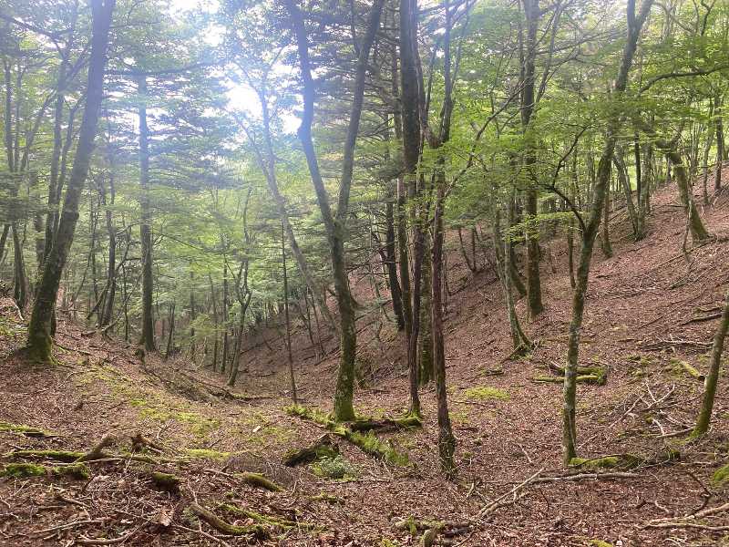 毛無山(けなしやま・1,964m)日本二百名山・山梨百名山（2）夢の跡 | 醍醐山と下部（しもべ）温泉 - 楽天ブログ