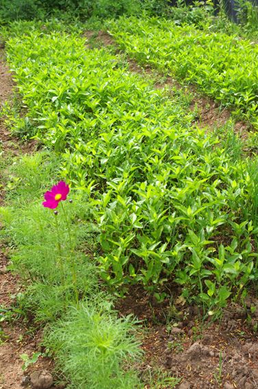 今年の藍畑 能登の手染め日記 楽天ブログ