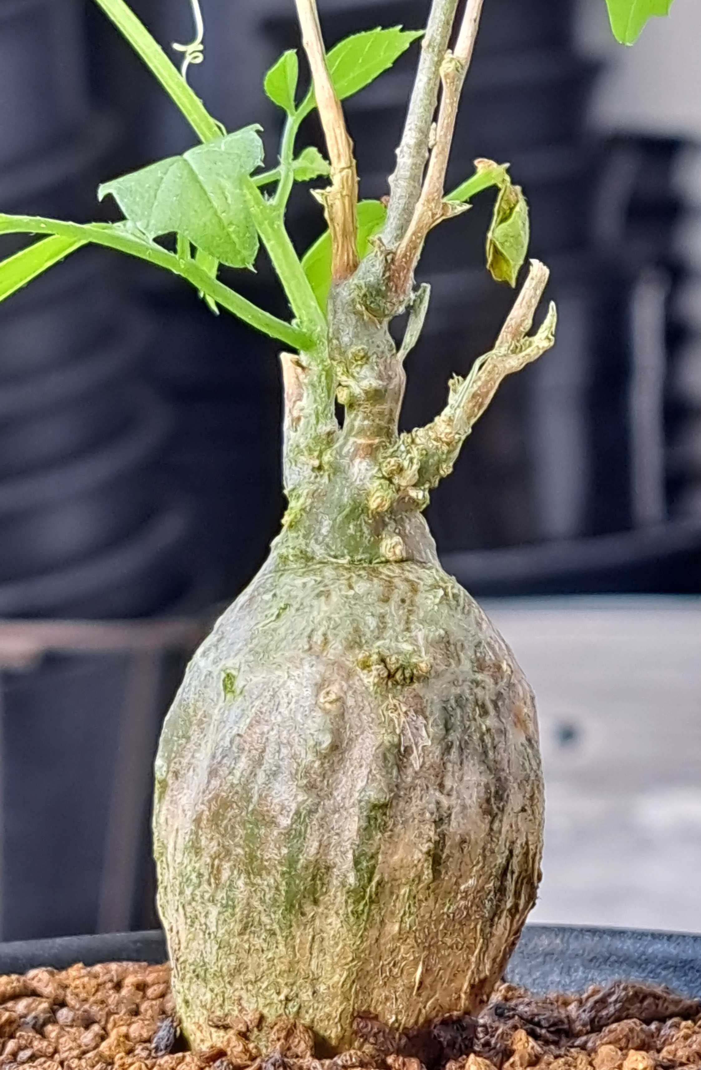 モモルディカ　ロストラタ　雌　塊根 国内実生4年苗【モモルディカ・ロストラータ】雌確定・最高の