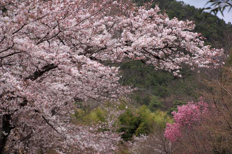 広沢の池_002.jpg