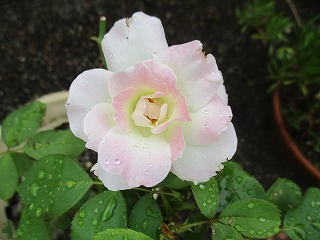 IMG_4938ss.jpg