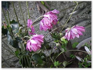八重のシュウメイ菊