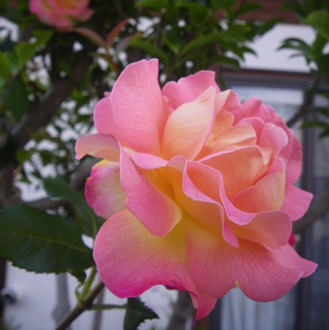 薔薇