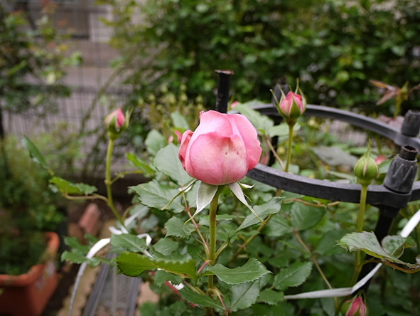 ローズ・ポンパドゥール