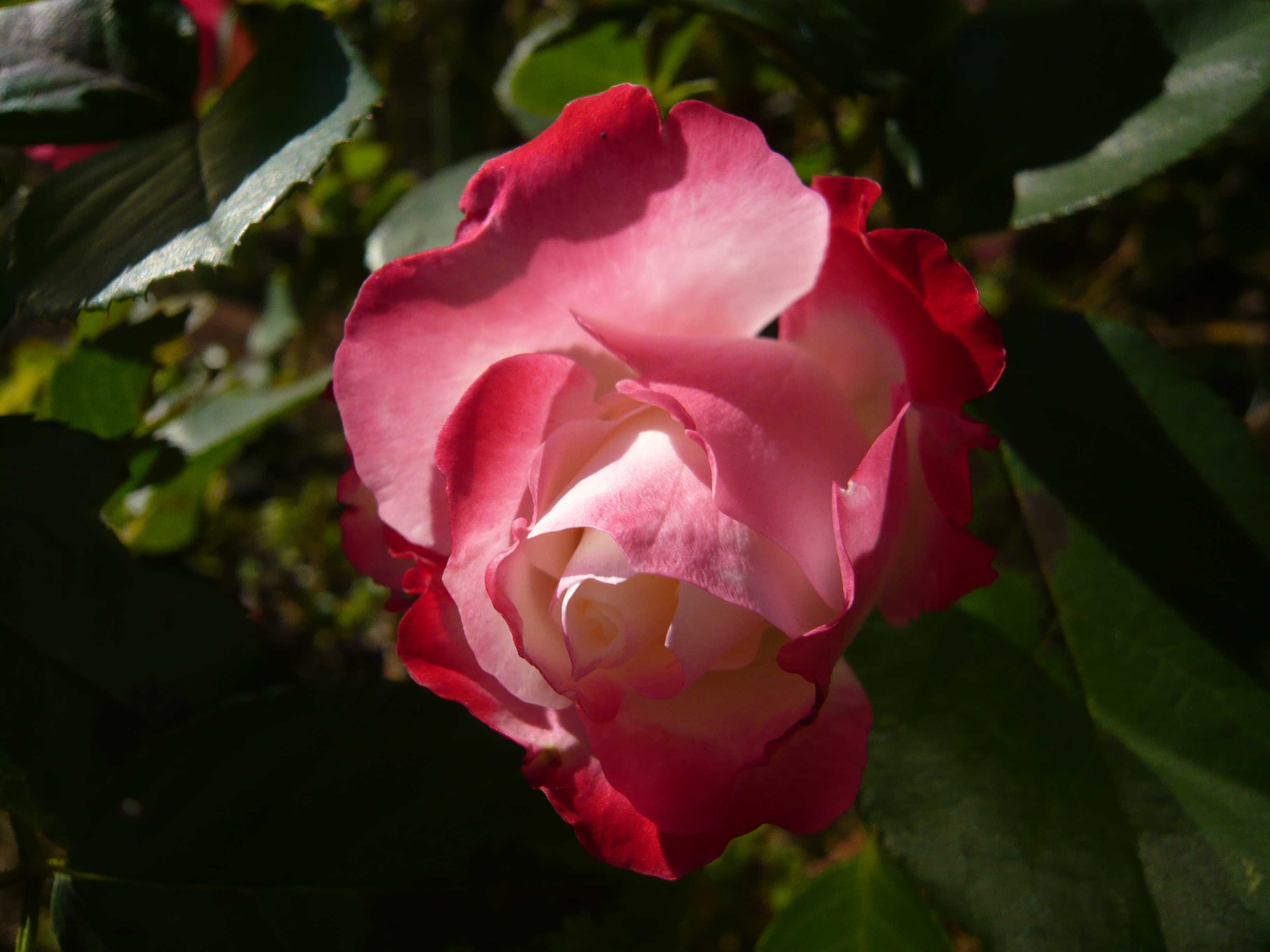 つるバラの剪定と誘引 シンデレラ カクテル ソンブレイユ アイスバーグ アンネの想い出 ゆうの日記 ラ ヴィ アン ローズ 楽天ブログ