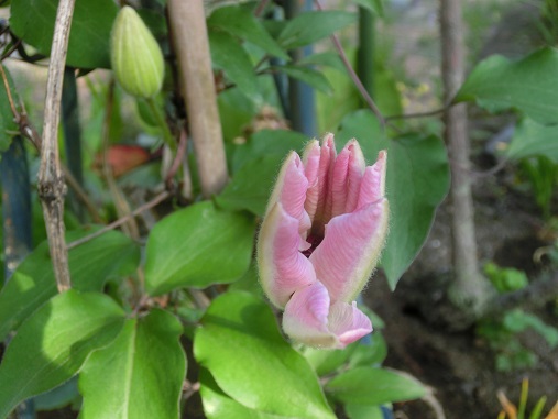 ピンクのクレマチスの蕾