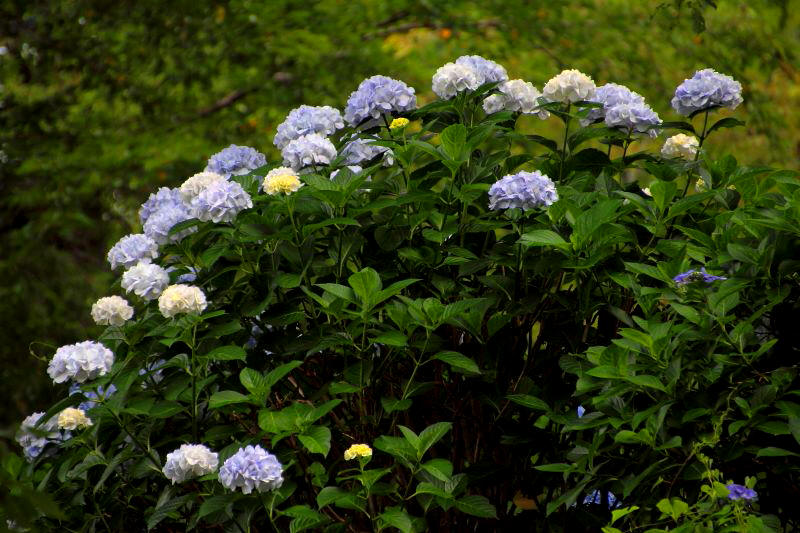 七曲りの紫陽花_07.jpg