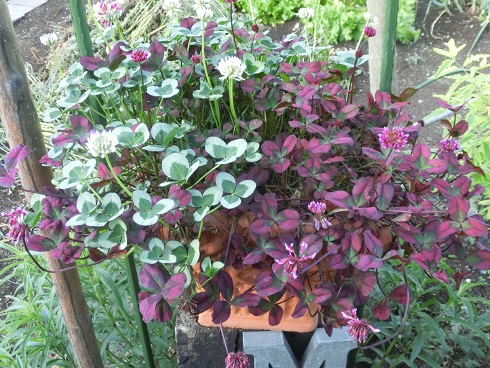 クローバー寄せ植え