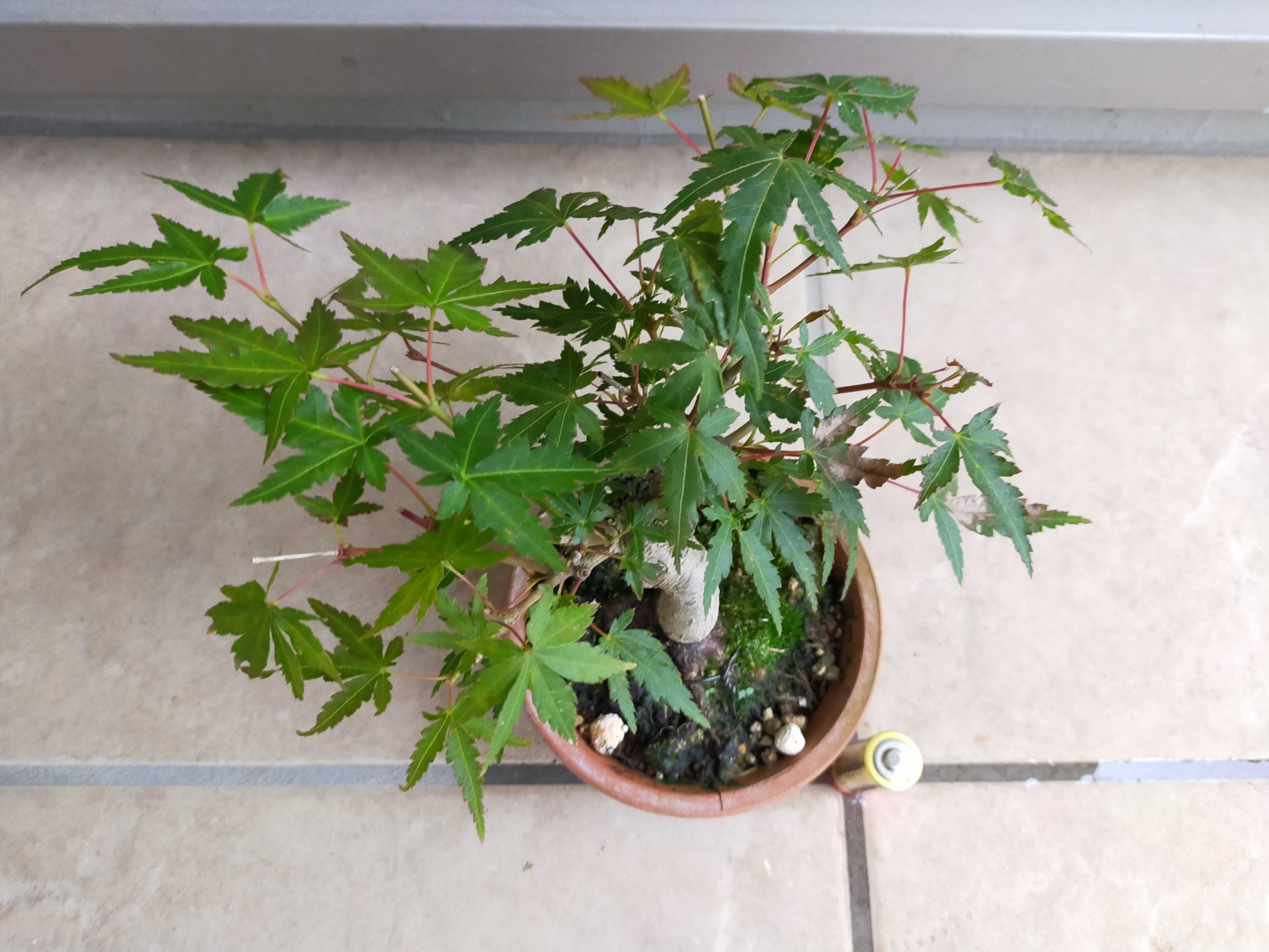もみじ 挿し木素材 盆栽もどきとその他いろいろさまざま 楽天ブログ