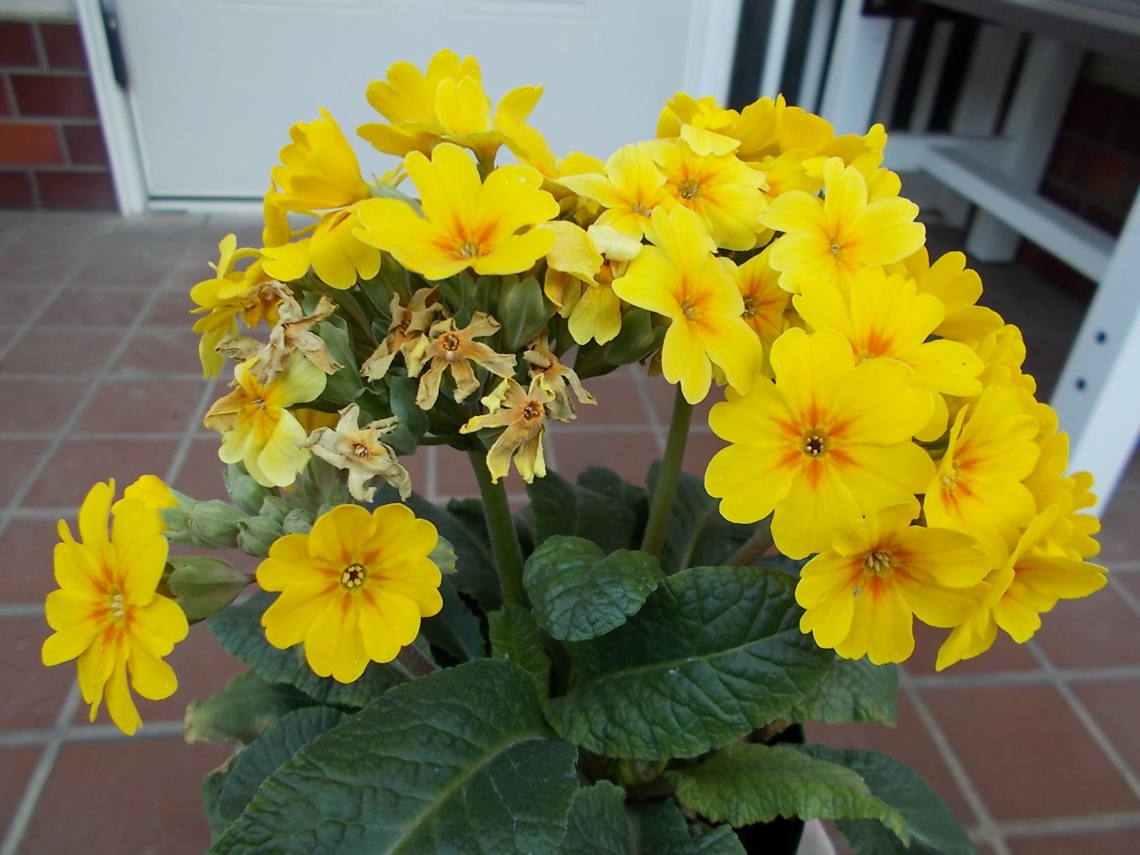 ガーデンプリムラ アラカルトシュシュ の花がら切りました バラを咲かせることが好き 楽天ブログ