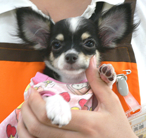20120728b.jpg