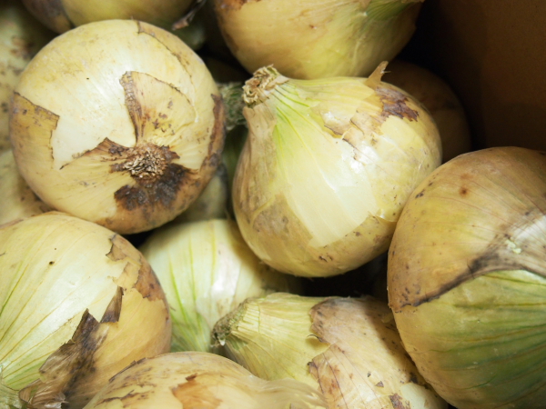 新玉ねぎ