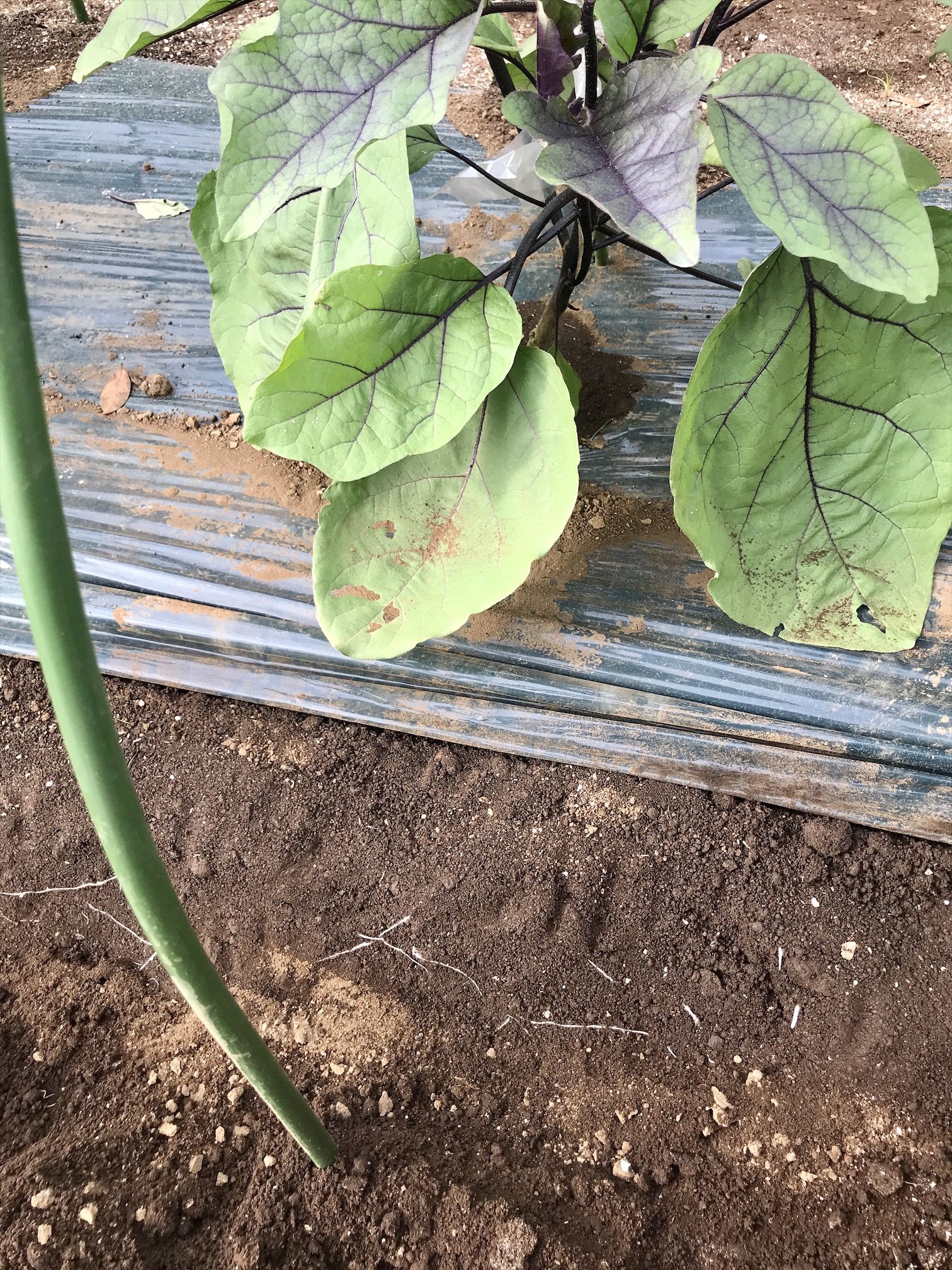 ナスに追肥とバイカルティを散布致しました 植木屋の三代目をやってます村野園のブログです 楽天ブログ