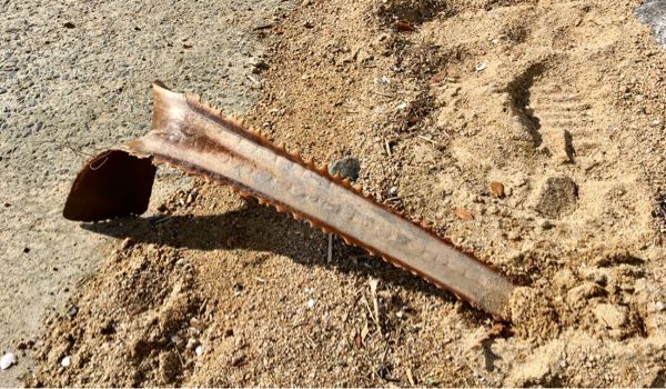 ノコギリエイの骨が刺さってる ひたすららすた 楽天ブログ