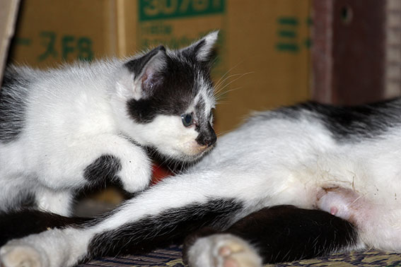 我が家のニャンコ♪2014/07/28-3