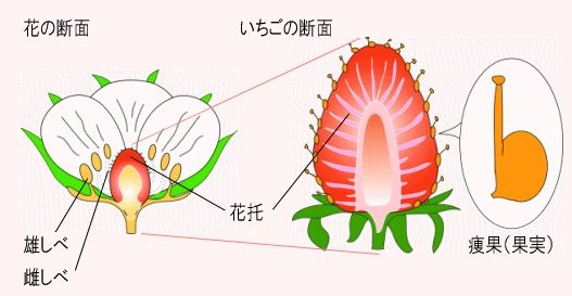 奥田農園 特大いちご美人姫 桐箱入 お馬鹿のブログ 楽天ブログ